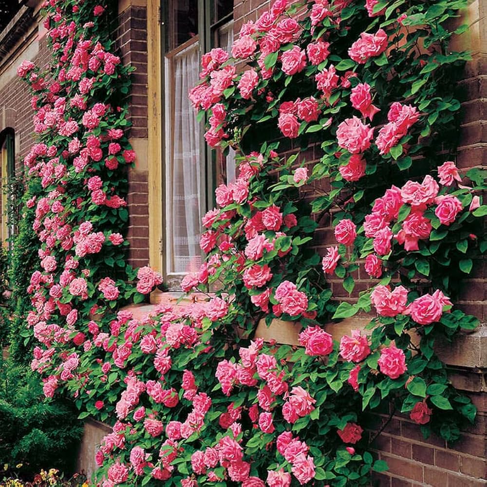 Climbing Rattan Rose Hardy Shrub Flower Seeds for Home and Garden Planting